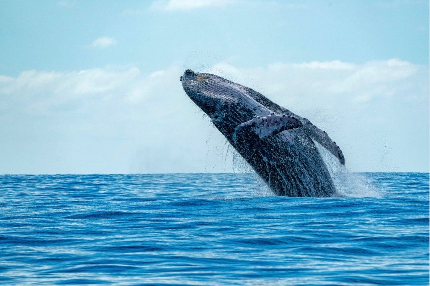 Priset för förväntat erkännande - Maulana Wahiduddin Khan