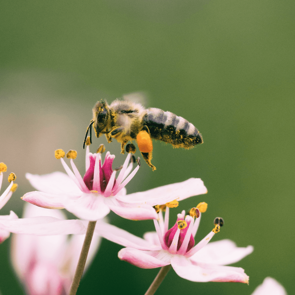 Vad är Åminnelse? - Maulana Wahiduddin Khan