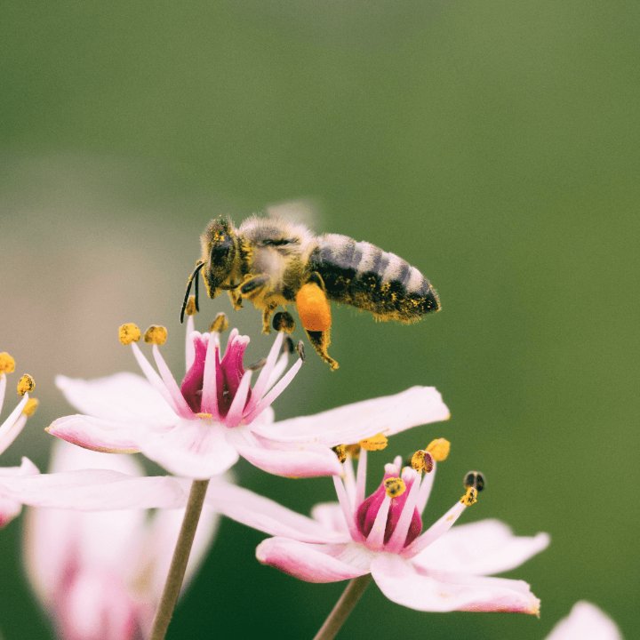 Visdom att få från naturen