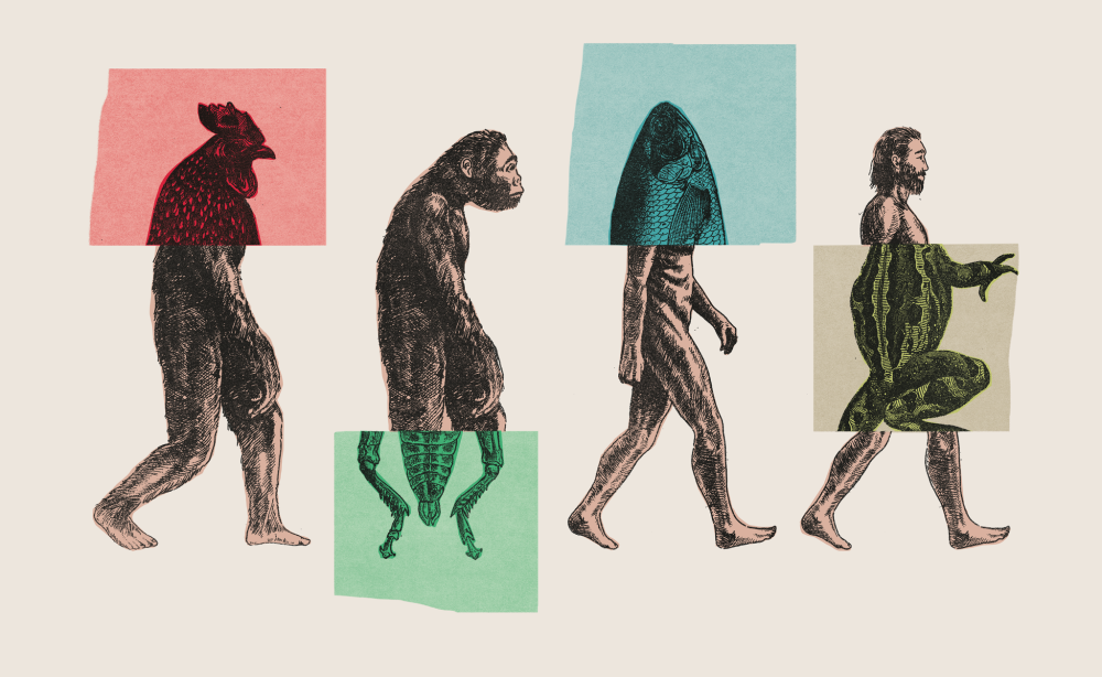 Koranen och Darwinism - Maulana Wahiduddin Khan